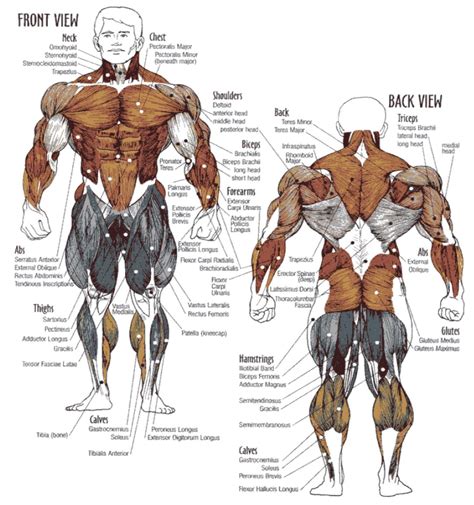 bodybuilding illustrated|muscle group workout schedule.